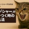 猫　シャー　むかつく